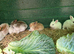 Beautiful litter of 10 kits