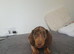 Miniature dachshund feamle