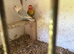 Lovebirds breeding pair