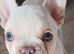 Pure bred French bulldog puppies for sale