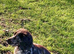Working Cocker x Longhair Dachshund Puppies