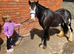 Lovely family pony...