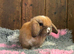 Stunning Mini Lop Buck- Ready to Leave Now
