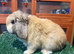 Pure breed mini lop buck