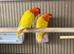 Lutino birds for sale