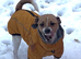 Jack russel girl