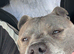 Staffy litter