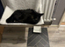 STUNNING BLACK BRITISH SHORTHAIR IN MANCHESTER