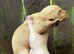 4 fox red labrador puppies