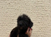 Jackapoo puppies ready to leave