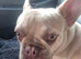French Bulldog 10 month old