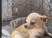 Very small male chihuahua