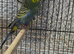 Beautiful budgies for sale