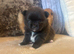 Beautiful female kc puppy