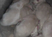 Ragdolls kittens