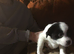 Japanese Chin/Jack Russell cross puppies for sale to good home