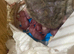 Newborn Baby Rats (Rex Dumbo - Russian Blue Double Rex cross Siamese Dumbo)