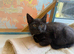 Gorgeous British Short Hair kittens