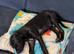 Staffy/ Lurcher