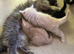 Beautiful ragdoll colourpoint kittens