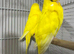 Latino yellow breeder pair
