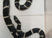 2023 pair of chain kingsnakes