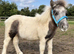 7month old colt shetland
