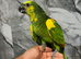 Hand-Rearing Baby Super Tame Cuddly Friendly Blue Front Amazon Parrot,29