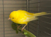 Beautiful canaries for sale