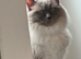 Male and female Ragdolls