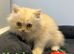 Beautiful exotic Persian Kittens