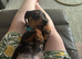 Dachshund for sale