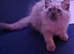 2 beautiful ragdoll/Scottish straight kittens to be rehomed