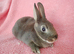 Selection of mini lop babies available