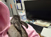 Mini lop