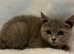 Stunning BSH kittens READY NOW!