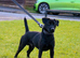Working patterdale