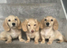 REDUCED longhaird mini cream dachshund