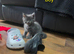 6 Maine Coon Kittens