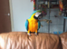 Parrot cage