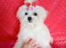 Maltese adorable girl