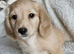 Longhaired miniature dachshund