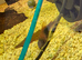 3 Orange corydoras