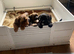 Puppies for sale