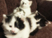beautiful kittens