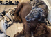 Cocker spaniel puppies