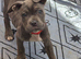 Puppy for sale.