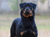 UK’s Finest Rottweiler Puppies