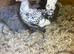 Silver Appenzeller Spitzhauben for sale