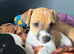 Jack Russell Puppies for sale